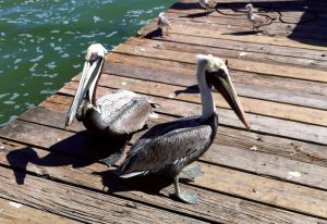 pelicans-copy